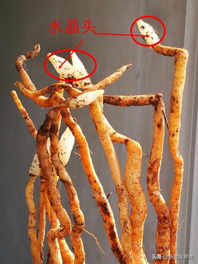 松针树底下的腐殖土种兰花怎么样,柳树叶加腐殖土种兰花好用不好用