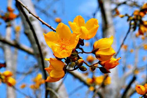 弯子木~花朵鲜黄色,簇生,酷似山茶科的金花茶,非常漂亮。