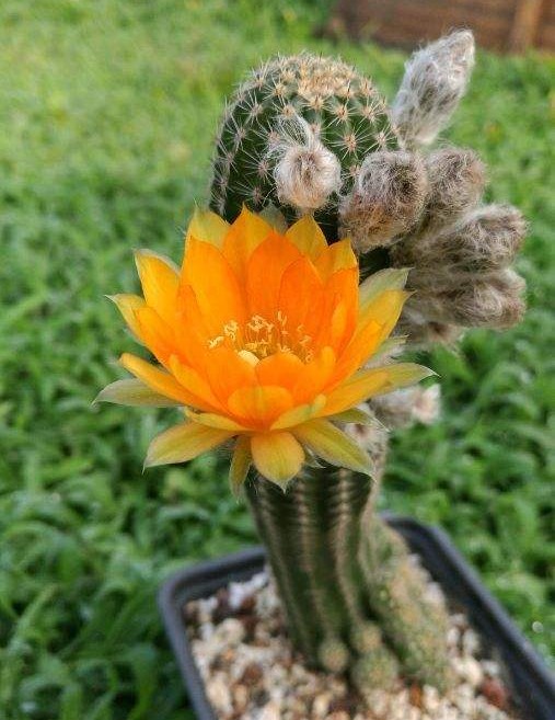 十个仙人球,最新30个仙人球品种