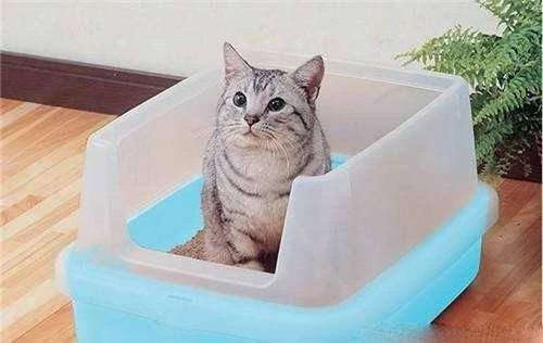 猫崽软便带血怎么办,成年猫咪便便有血什么原因