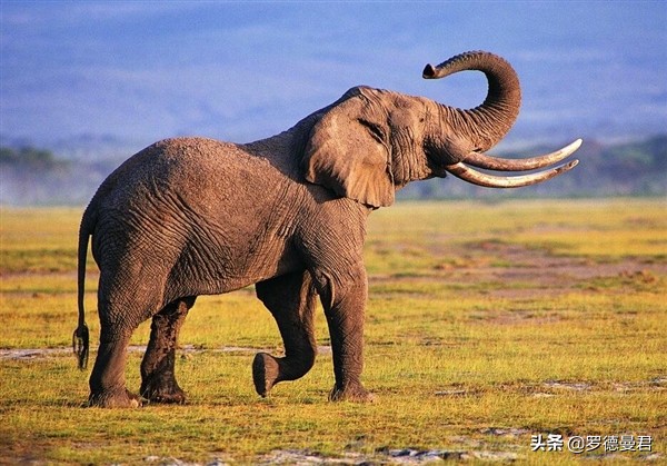 世界足坛五大神兽,世界十大威猛动物