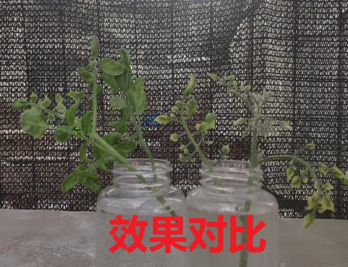 只需一瓶酒的钱，就能轻松治好西红柿黄头