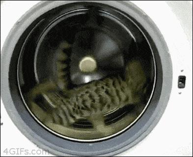 猫咪沾油怎么洗,如何洗猫咪粘毛的物品