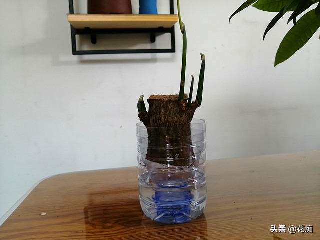 烂根的发财树用盐水可以消毒吗,烂根发财树