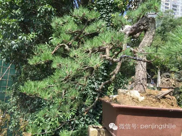 价值过万的黄杨盆景 (1000万元以上映山红盆景)