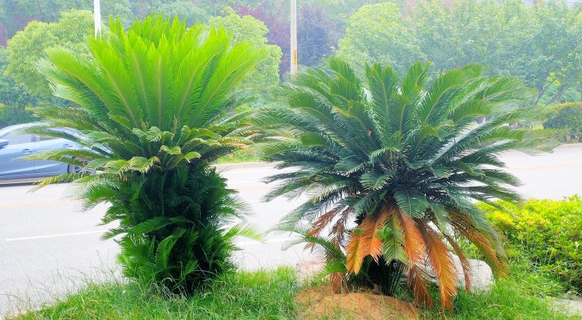 铁树分公铁树母铁树吗,铁树有雄铁树和雌铁树