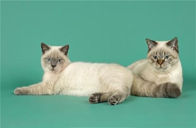 被猫狗咬伤一定要打疫苗吗,被猫狗咬伤几小时内接种狂犬疫苗