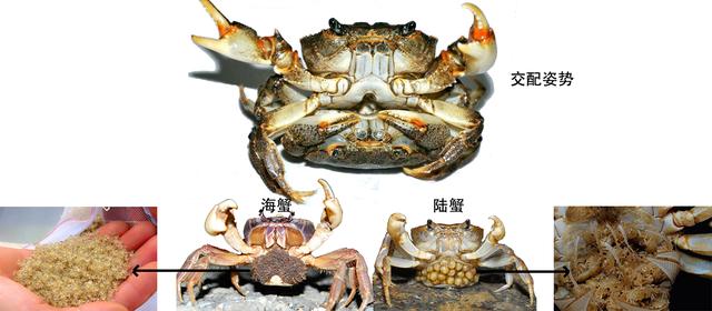关于螃蟹的科普知识点,螃蟹的种类知识