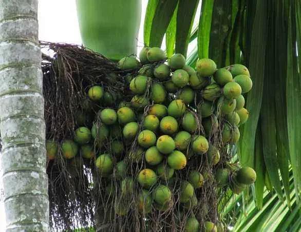 吃槟榔之后怎么恢复,吃槟榔之后口腔能恢复吗