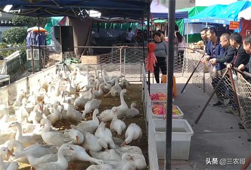 在农村赚钱门路很多,农村20万的生意