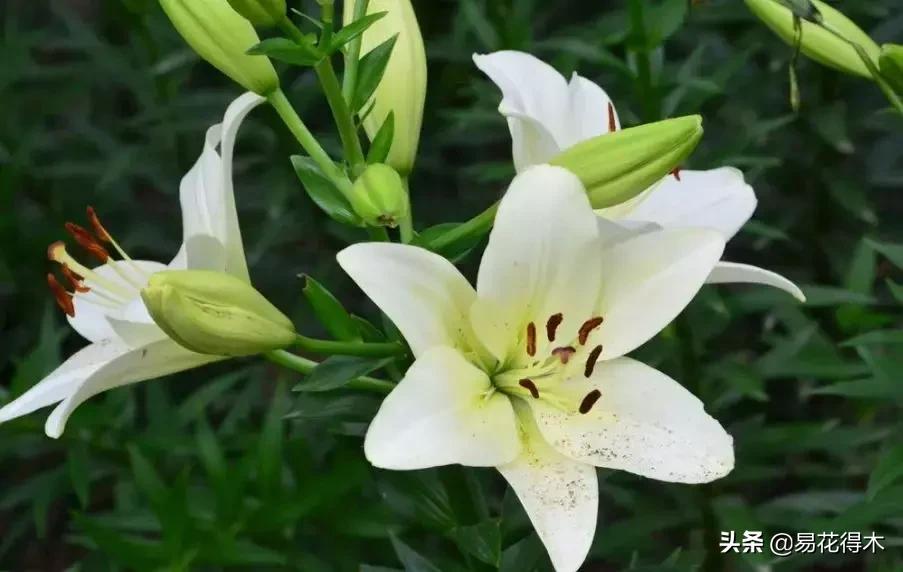 百合花开花后怎么留种球,百合花开花后晒太阳吗