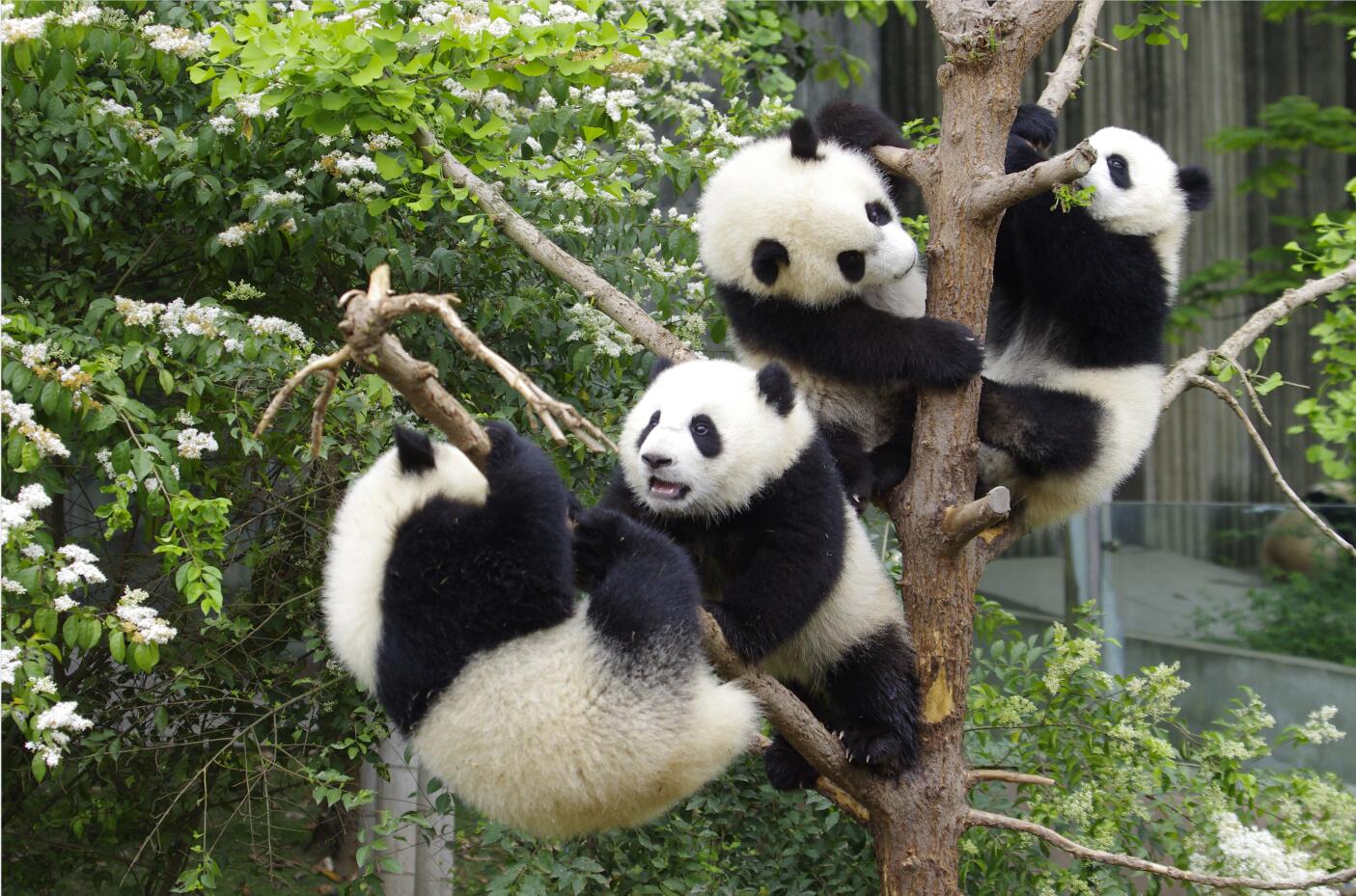 成都周边春季徒步旅游攻略,成都森林徒步旅游攻略