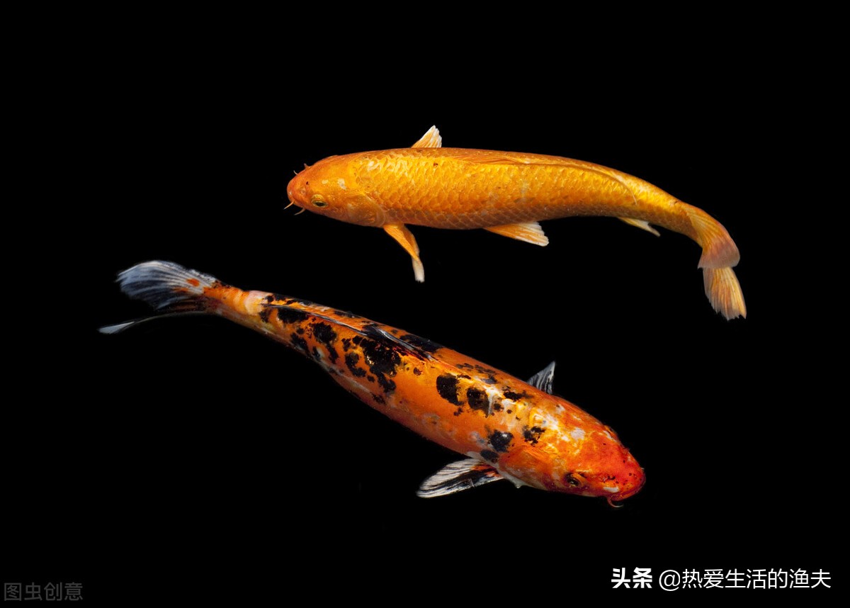 锦鲤生病需要隔离吗,锦鲤有病了需要停食吗