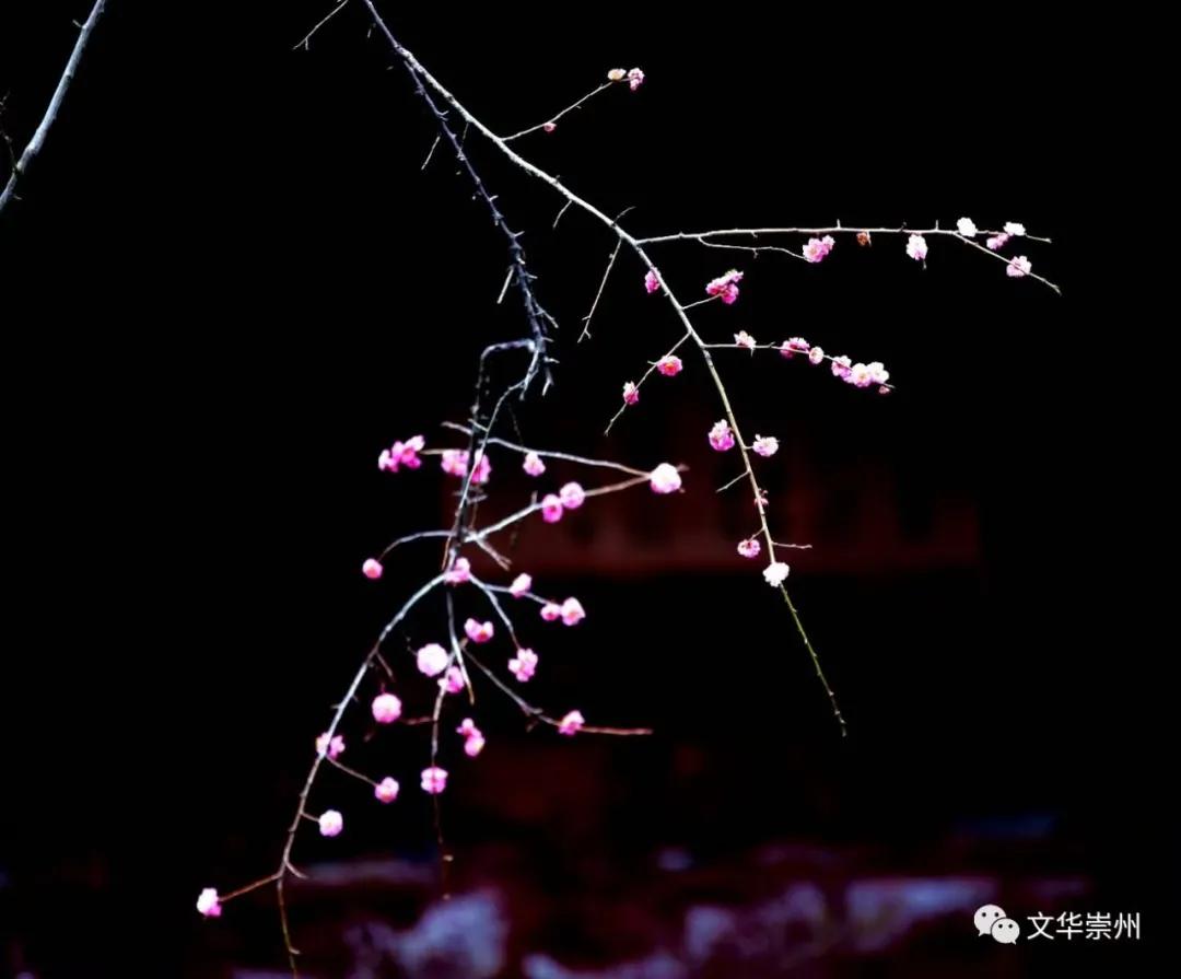 崇州罨画池春节,成都周边一日游崇州罨画池