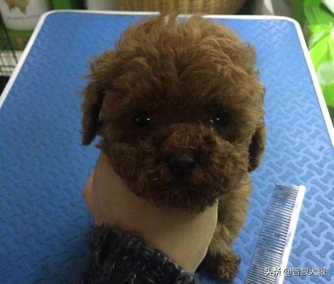 只因为一片驱虫药，就要了一条小泰迪的生命，主人后悔莫及