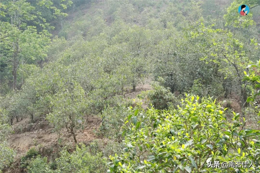 冰岛老寨大秋茶园的茶是真的吗,冰岛五寨之一糯伍什么口感