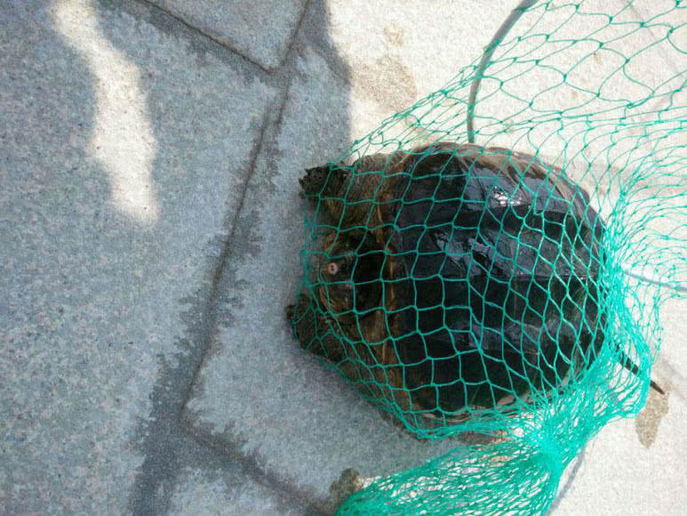 钓了这么多年鱼,有人钓到100多斤的大鳄龟