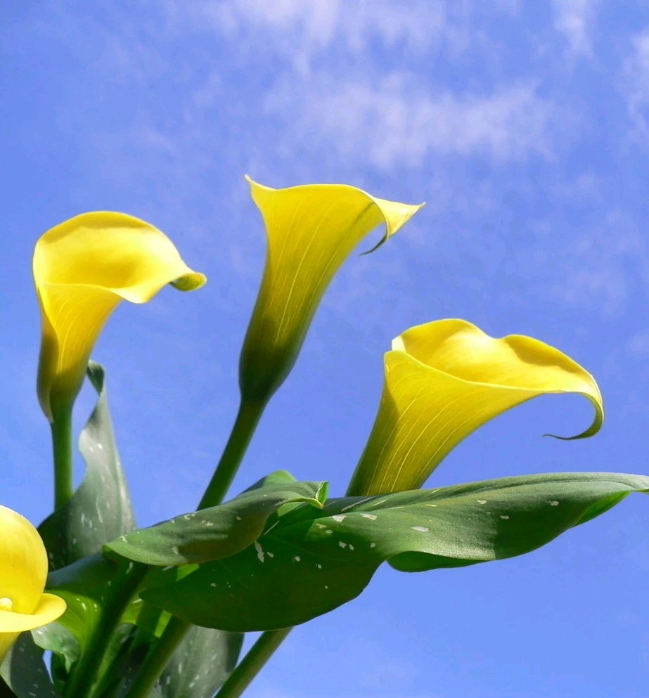 马蹄莲要醒花吗,马蹄莲一年开一次花