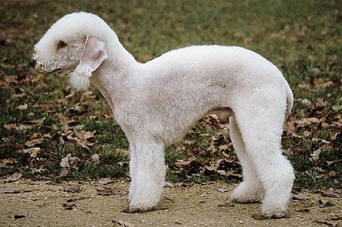 世界上一百种狗的图片,世界十种名贵狗