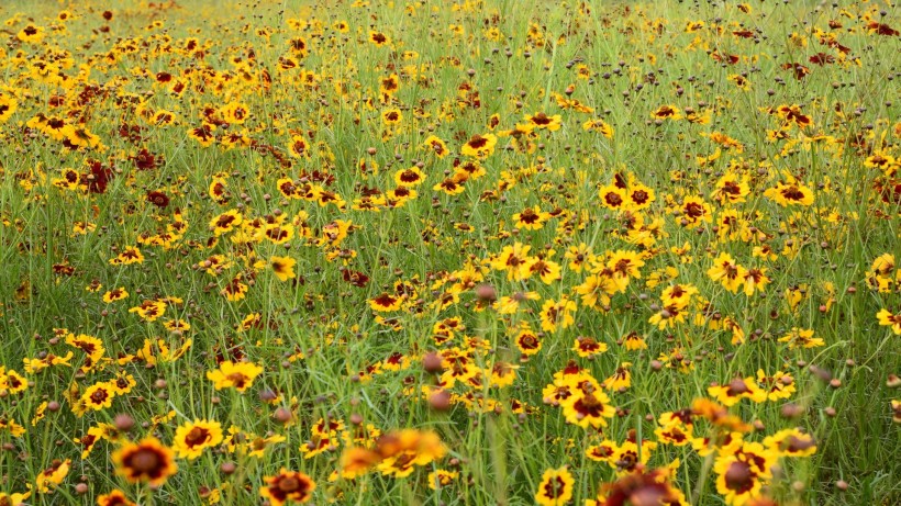 恐惧死亡心理学深度解析,死亡不恐惧心理分析