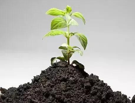 石头玉的鉴别,一块石头一块玉