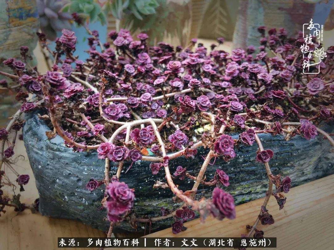 夏季多肉花园图片,初夏多肉花园