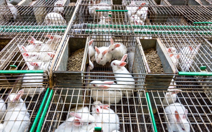 兔巴氏杆菌病用什么疫苗,兔巴氏杆菌病症状和治疗