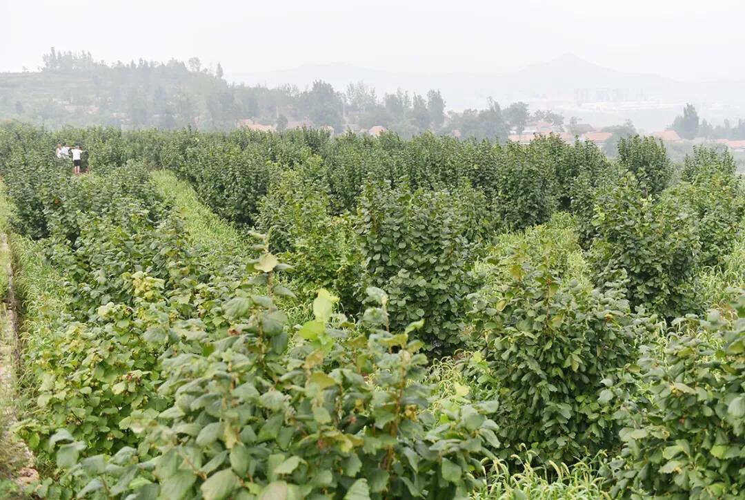 榛子东北榛子树,大榛子致富果