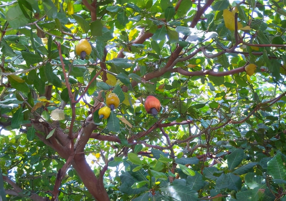 舌尖上的美食坚果,舌尖上的坚果有哪些