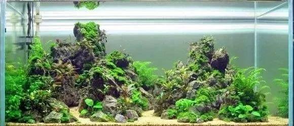 本色水景|教你学水景，草缸除螺小经验，水草缸造景学习