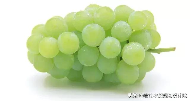 精品水果盘点,好吃又好养的水果