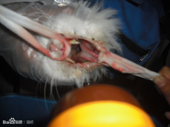 猫咪口腔溃疡最简单的治法,猫咪口炎口腔溃疡怎么治