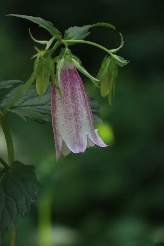 紫风铃花盆栽怎么养,地栽紫斑风铃草的养殖方法