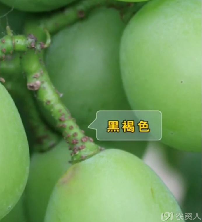 葡萄8月管理,葡萄八月的霜霉防治