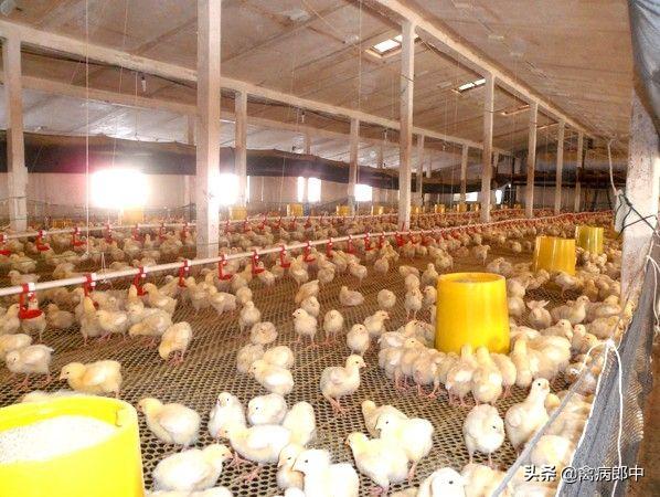 鸡呼吸啰音、甩头、咳嗽，久病不愈！怎么根治？看这里全都明白了