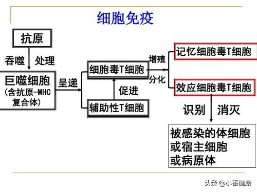 乙肝治疗性疫苗进入二期，刺激特异性T细胞应答，降低表面抗原