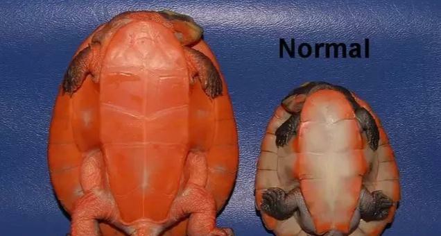 圆澳龟如何才能养好,圆澳龟为什么不建议新手养