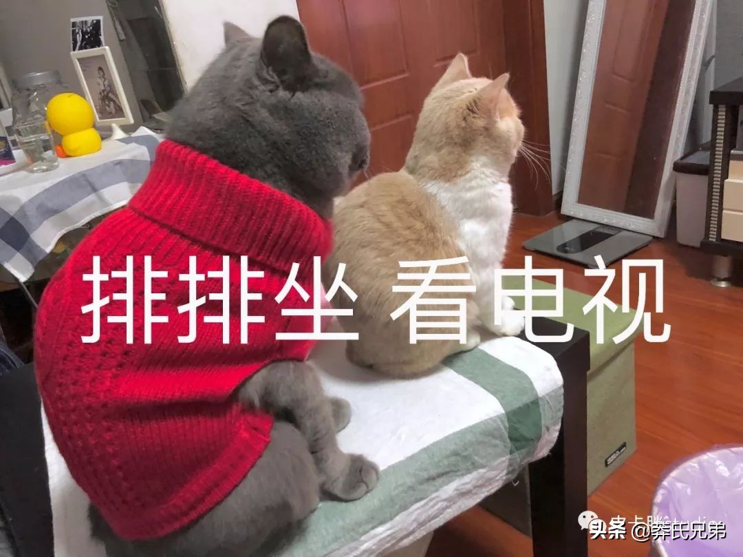 可爱小奶猫刚生出成长日记,一只小奶猫的成长过程