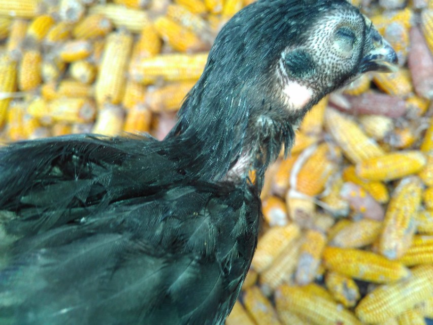 鸡眼睛流泪是怎么回事,鸡单侧眼肿流泪是啥病