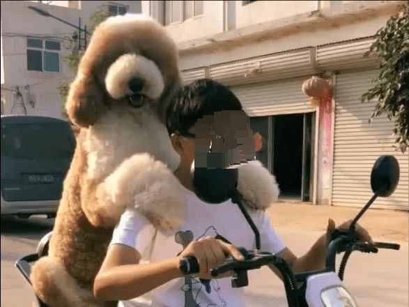 推荐你养这几种狗聪明又招财,这几种狗越养越值钱