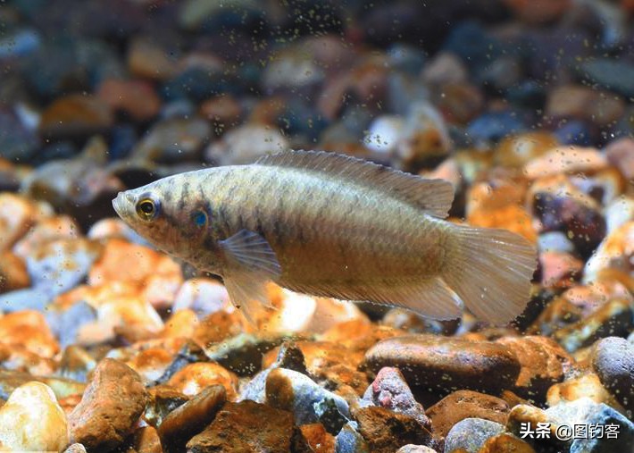 “一生都在打架中度过”：中国斗鱼，是观赏鱼中的“平头哥”