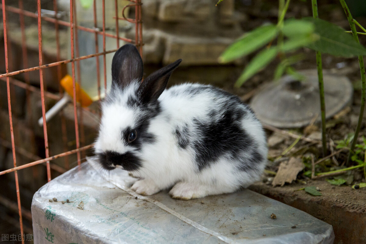 兔子脚底受伤了怎么办,兔子脚受伤是什么原因