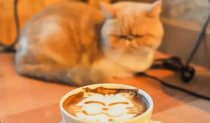 养猫人越早知道这些对猫咪越好,养猫技巧猫咪生活小常识猫咪饮食