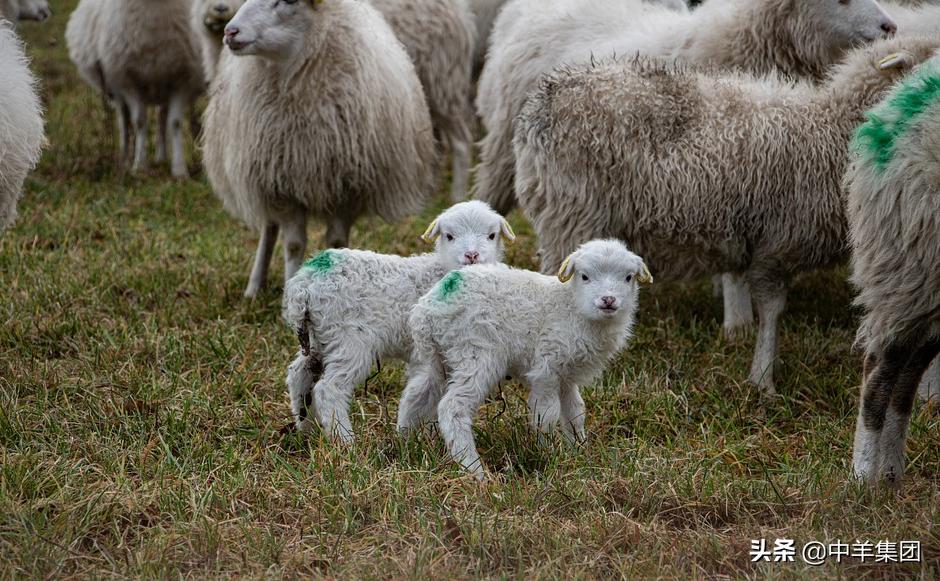 羊尿结石导致尿不出来怎么办,羊尿结石最快的排出方法