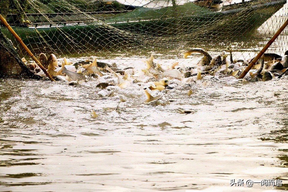 寓言的警示:网大就会捕的鱼多吗?别陷入追逐者的怪圈