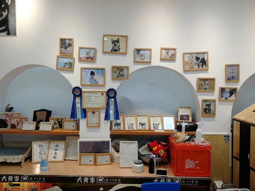 在三里屯体验网红狗咖｜求治愈遭狗子冷淡回应，顾客寥寥无几，我花89元看狗打架1小时