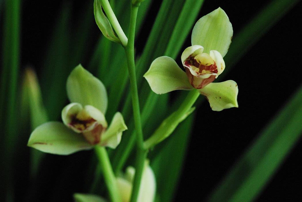 建兰开花后有的花苞变黄,建兰怎样养开花好看又香