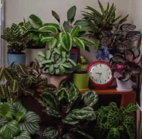 广岛核爆幸存者照片,广岛原子弹爆炸时的真实影像