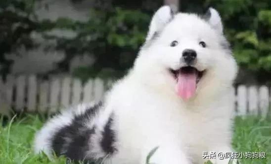 哈士奇和萨摩耶的幸福日常,哈士奇与萨摩耶的爱情