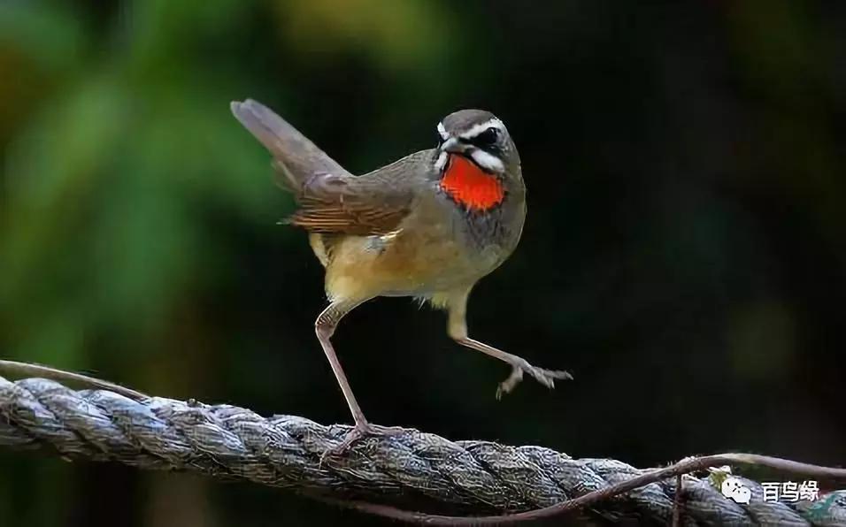 靛颏怎样快速上手,靛颏的十大忌讳